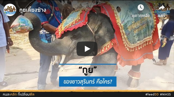 กูยเลี้ยงช้าง จ.สุรินทร์