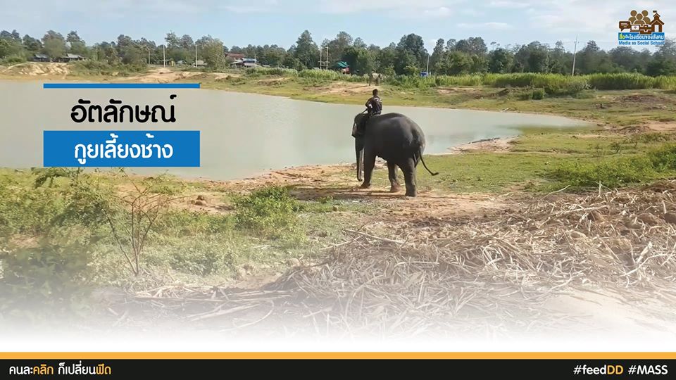 กูยเลี้ยงช้าง : เครือข่ายสื่อมวลชนภาคอีสาน