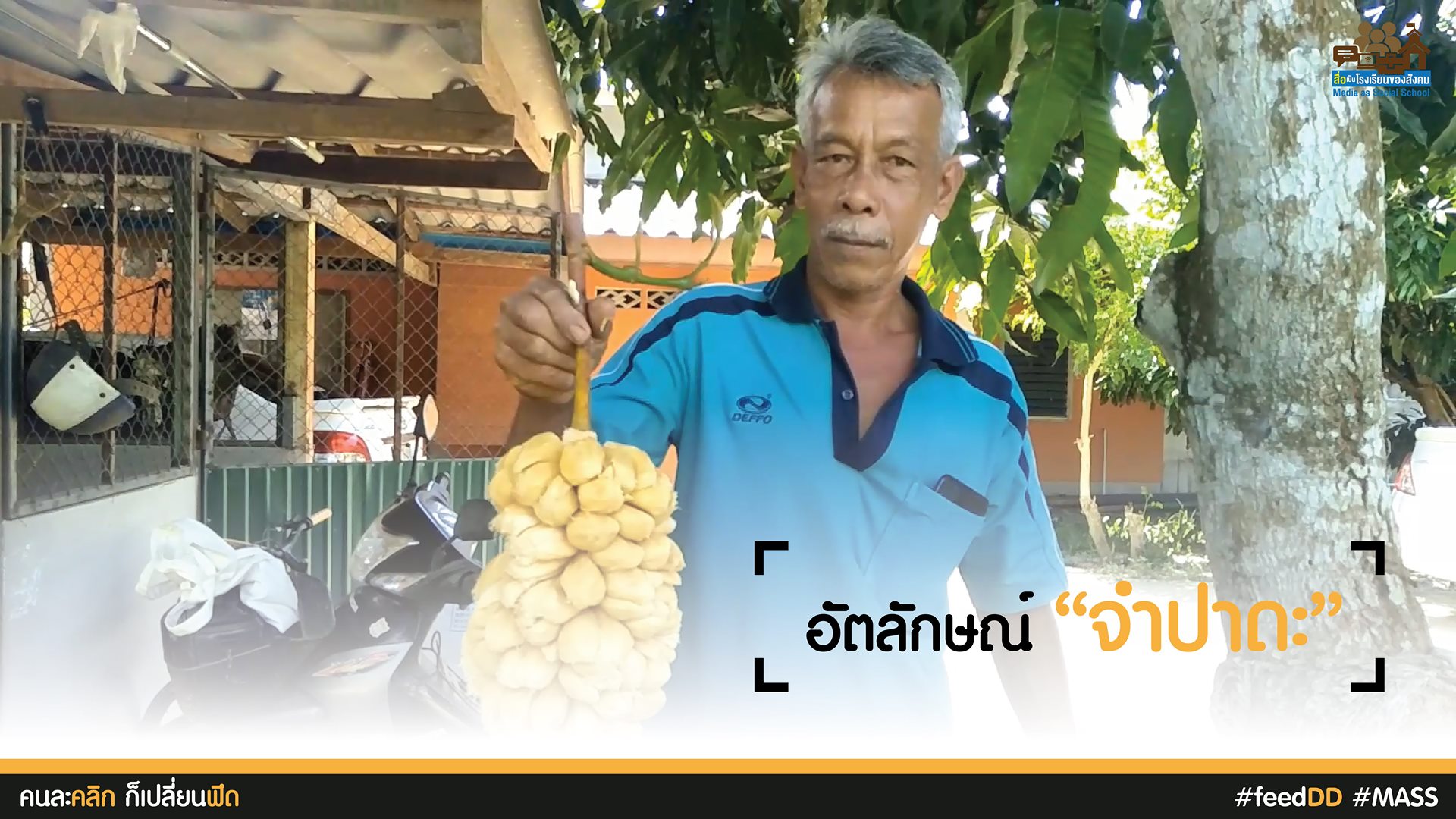 จำปาดะ ผลไม่ประจำถิ่น จังหวัดสตูล : เครือข่ายสื่อมวลชนภาคใต้