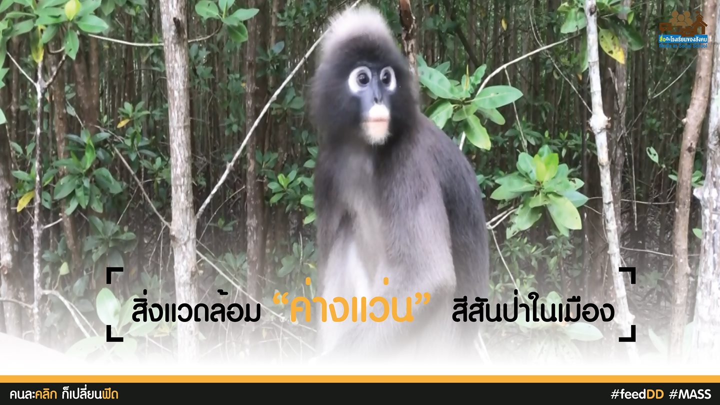 ค่างแว่น สีสันป่าในเมือง : เครือข่ายสื่อมวลชนภาคใต้