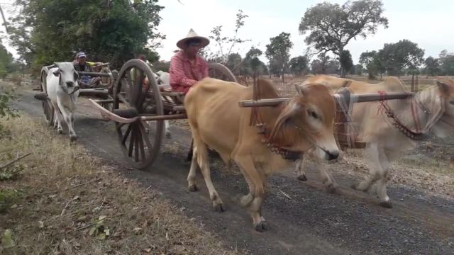 เกวียน ภูมิปัญญาของบรรพบุรุษ : ผลงานนักสื่อสารสร้างสรรค์ ภาคอีสาน